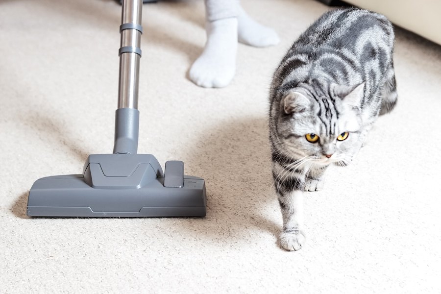 7 Best Vacuums for Cat Litter (Winter 2023) — Reviews & Buying Guide