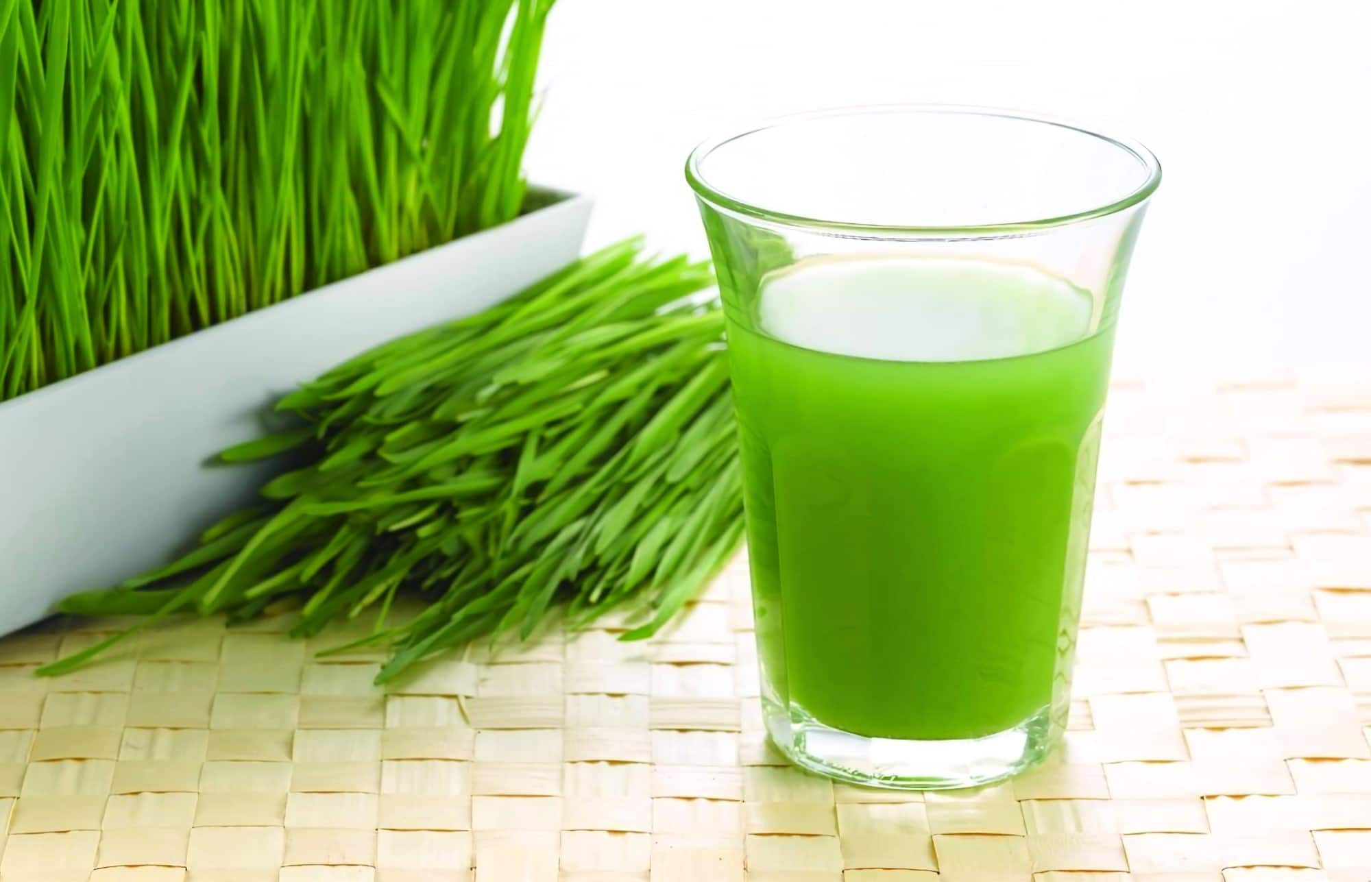5 Best Wheatgrass Juicers (Winter 2024) Reviews and Buying Guide