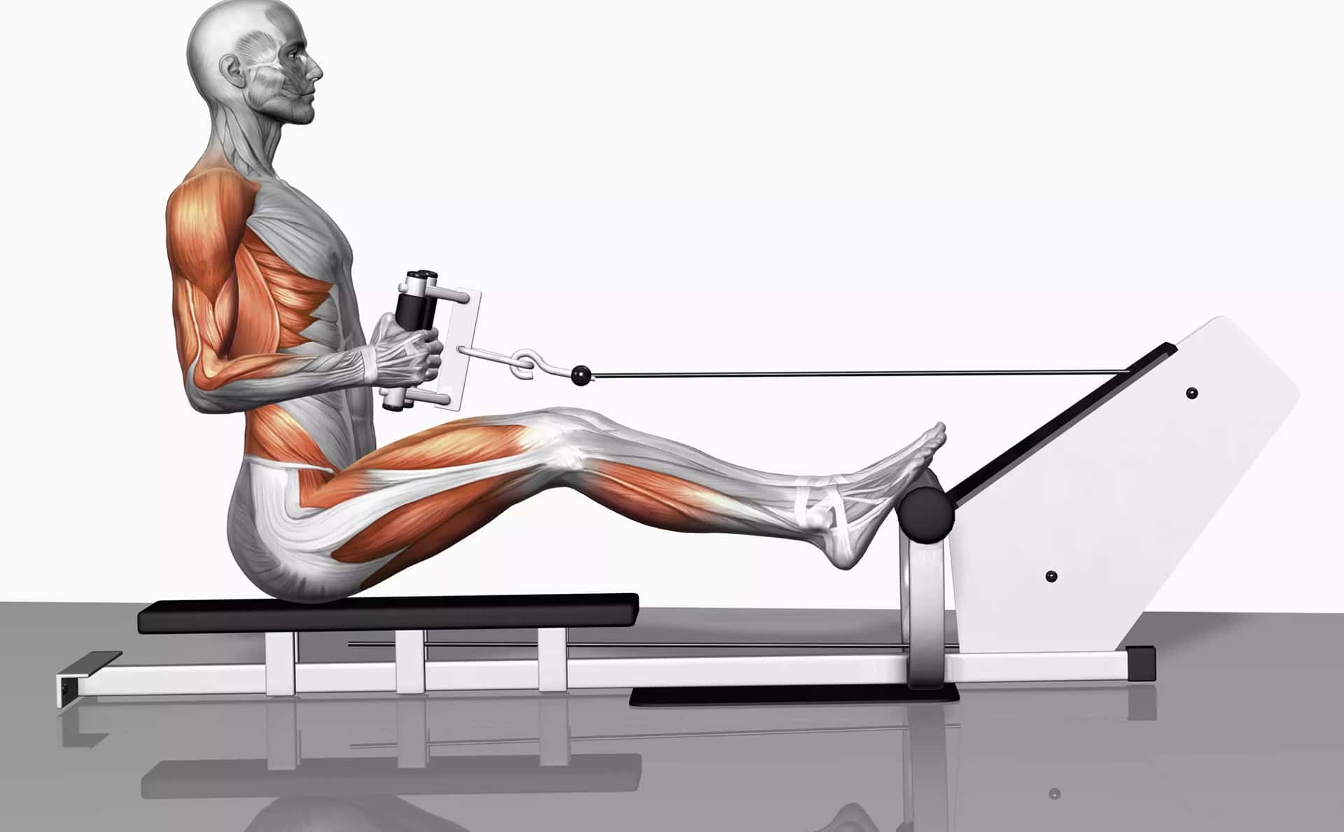 What Muscles Do Rowing Machines Work Here s The Answer