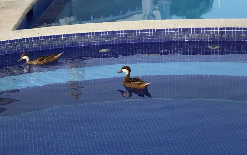 How to Keep Ducks Out of Your Pool Once and for All!